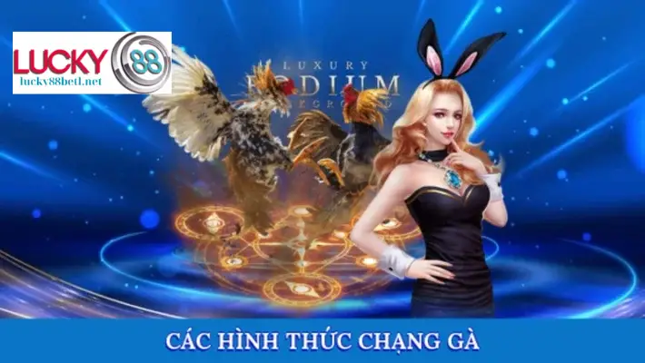 Các hình thức phân chia chạng gà thường thấy