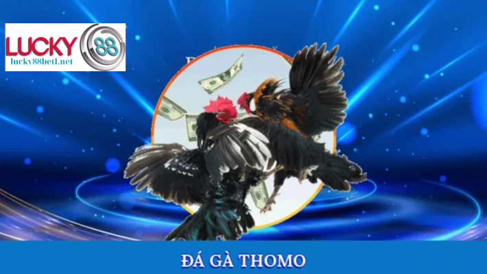 Đá gà thomo