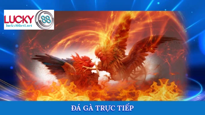 Trải Nghiệm Những Trận Đấu Đá Gà Trực Tiếp Đầy Cảm Xúc