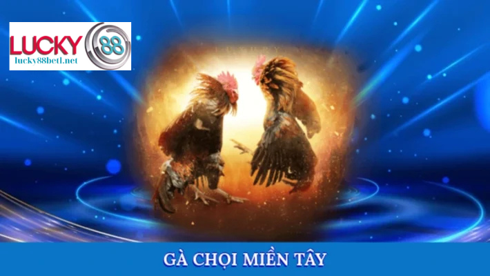 gà chọi miền tây