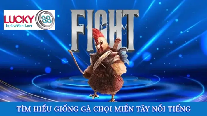 Khám phá giống gà chọi miền Tây trứ danh