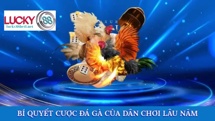 Mẹo cá cược đá gà từ những người chơi lâu năm