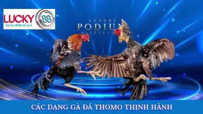 Những giống gà đá Thomo được ưa chuộng tại Lucky88