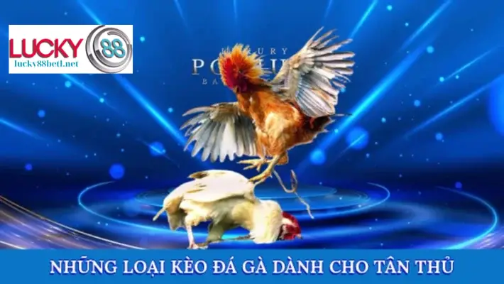 Những loại kèo đá gà phù hợp cho người mới chơi