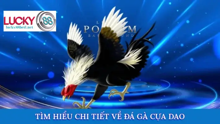 Tổng quan về hình thức đá gà cựa dao