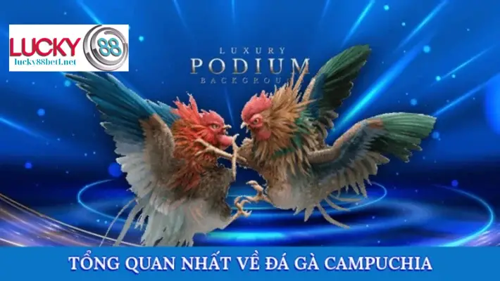 Toàn cảnh về bộ môn đá gà Campuchia